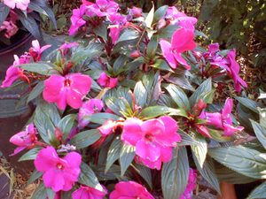 1600x1200 willekeurig 04