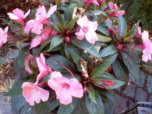 1600x1200 willekeurig 05