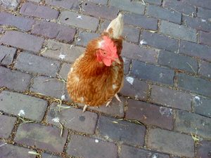 1600x1200 willekeurig 14