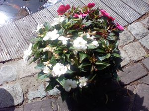 1600x1200 willekeurig 15