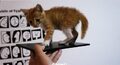 ts Sony Xperia Zu Togari