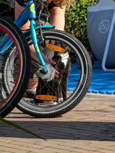 Google Pixel 10 Pro Camera Sample Rainbow