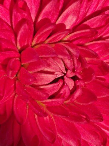 Oppo Find N5 Camera Sample Macro