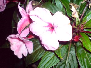 2048x1536 flash macro 01