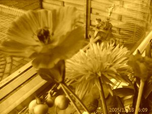 640x480 sepia