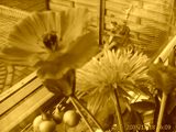 640x480 sepia